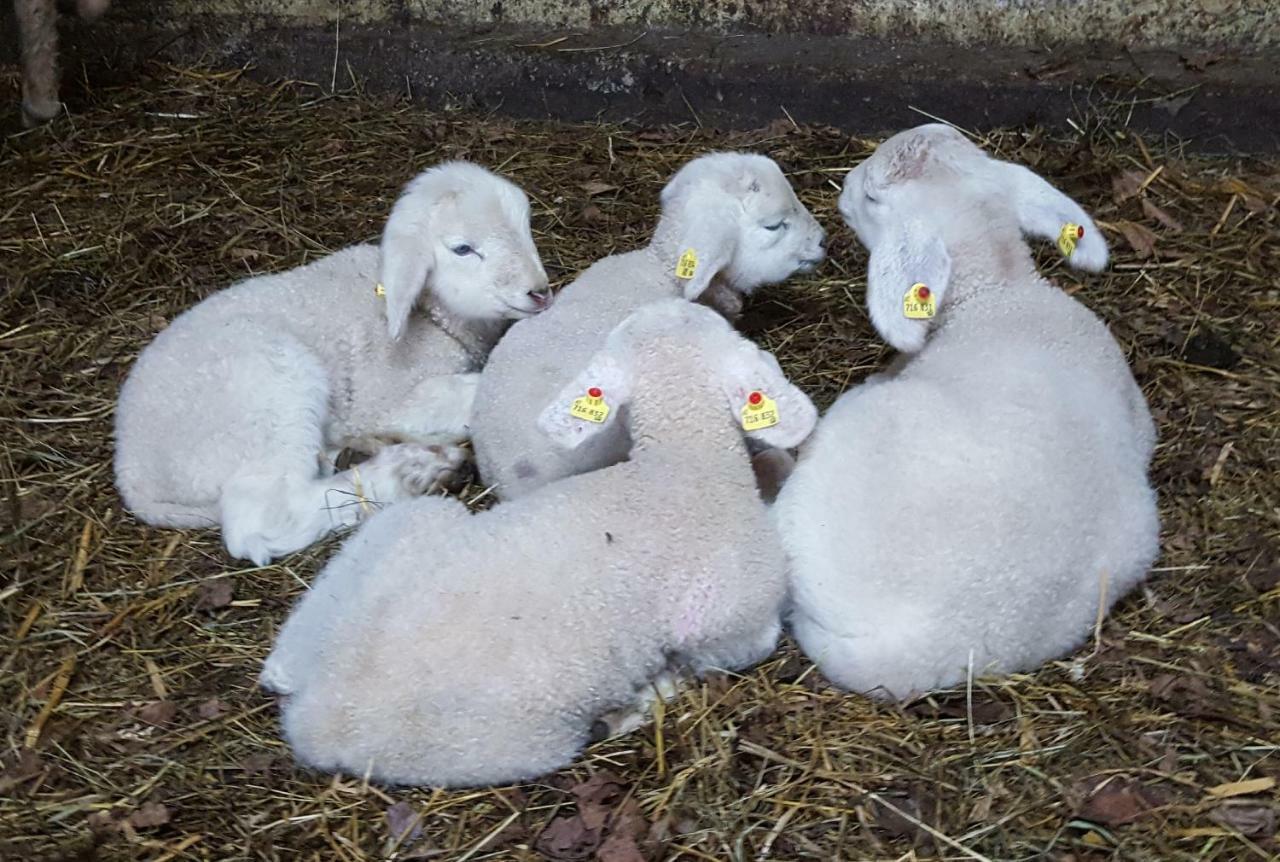 Oberseebachhof Scheffau am Wilden Kaiser Exterior foto
